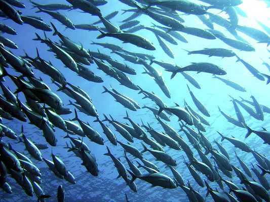 5 Reasons to Protect Our Oceans